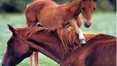 Newborn Foal Tries Standing For The First Time While Mom Observes Him