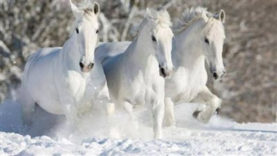 Horses Walk Peacefully On The Snow Delivering A Stunning View