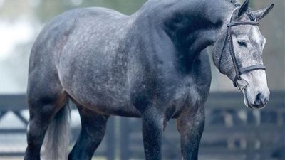 Unveiling the Captivating Elegance of Grey Horses: A Journey into Enchantment  ‎