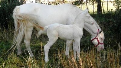 Mare Takes Her Rare White Foal Out Showing Off His Majesty ‎