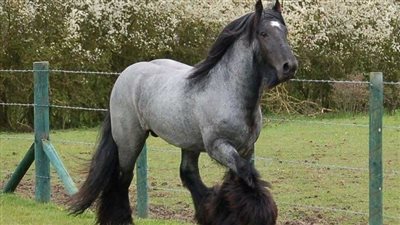 The Allure of Gray Horses: Elegance, Diversity, and Historical Significance  ‎