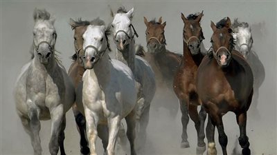 Should I exercise my laminitic horse?