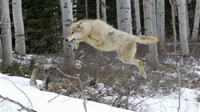 How Fast Are Wolves? Discover Top Speeds and Agility