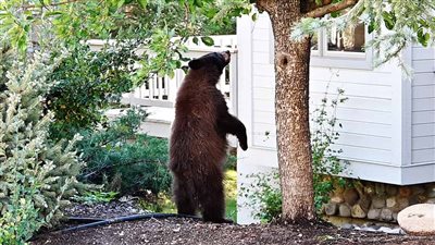3 Places You’re Most Likely to Encounter a Bear in Pennsylvania This Fall