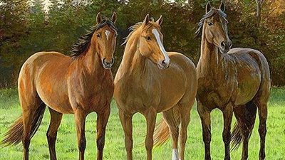Why does my horse eat mud? 