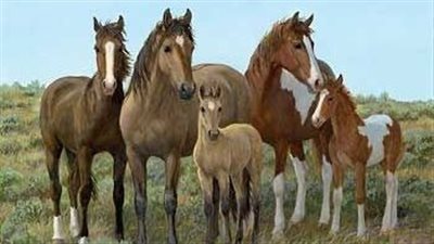 Is there pet insurance for horses?