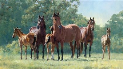 How to treat mud fever in horses?