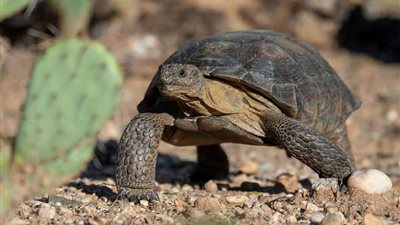 Discover How Hikers Work Around the Threatened Desert Tortoise