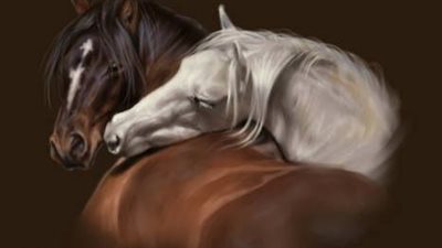 Persian Asil Arabian: The Timeless Elegance and Enduring Legacy of an Ancient Breed