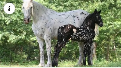 The Allure of the Appaloosa x Friesian Cross: A Fusion of Beauty and Grace 🐎✨