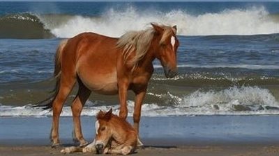 Incredible Horse Goes From a Kill Pen to Show Ring Star ‎