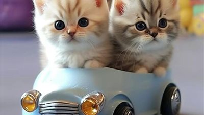 Under the nurturing care of their newfound human and feline companions, two twin kittens, plucked from the streets, blossom with courage and resilience.