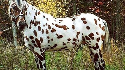 Tattoo’s Unique Coat: A Marvel of Nature