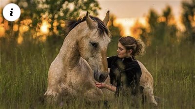 Equine Comfort: The Serenity of Horses in the Presence of Their Owners