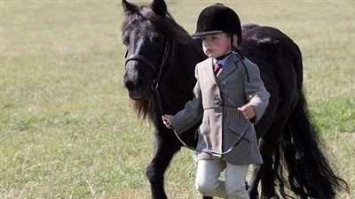 Little Boy Takes Care Of Belgian Draft Foal While Mare Looks After Them ‎
