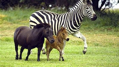 Foal Meets A Baby Zebra