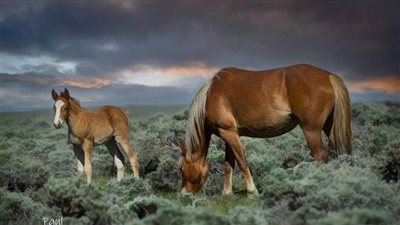 Embracing Nature’s Serenity: The Foal’s Leisurely Respite on Grassy Meadows(Video) ‎