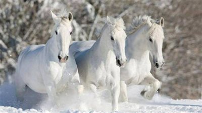 The Man from Snowy River, Moving Scene  ‎