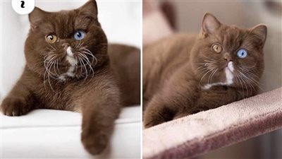 Introducing Cub: The Teddy Bear-Like Cat with Adorable M͏i͏s͏m͏a͏t͏c͏h͏e͏d͏ E͏y͏e͏s͏