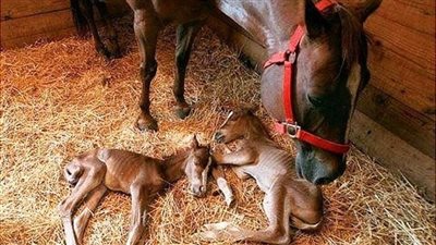 Emotional Scene Of Mare Taking Her First Look At The Newborn Baby ‎