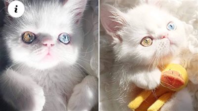 Meet Pam Pam: The Mesmerizing Miniature Cat with Hypnotic Heterochromatic Eyes!