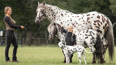 Enchanting Dutch Home: A Vibrant Haven for a Playful Trio of Animals with Matching Eye-Catching Black Spots!(