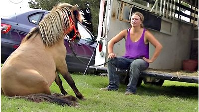 Owner Presents The Difficulty Of Loading A Pony Into The Trailer ‎