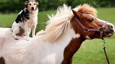 ‘Puppy Love’ Emotional Budweiser Clydesdale Commercial ‎