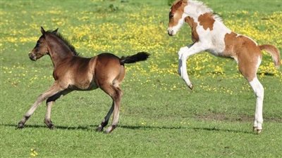 Two Rejected Foals Are Finally Living The Life They Deserve ‎
