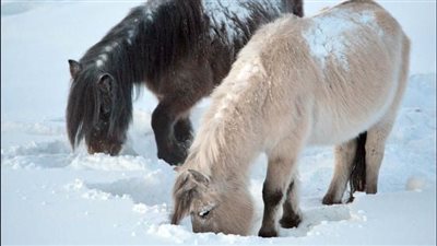 UNVEILING THE YAKUTIAN HORSE’S SURVIVAL SECRETS 🐴