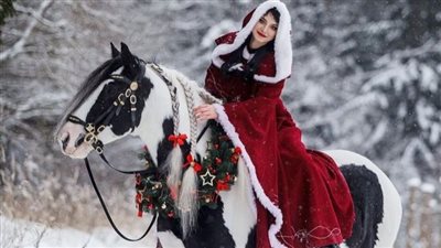 The Budweiser Clydesdales Holiday Splendor