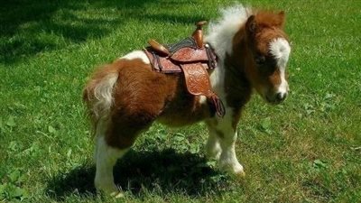 Pumuckel the Pony: Unbelievably Small and Adorable, the World’s Smallest Horse! ‎