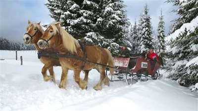 Scottish Budweiser Clydesdales: From Workhorses to Holiday Marketing Icon