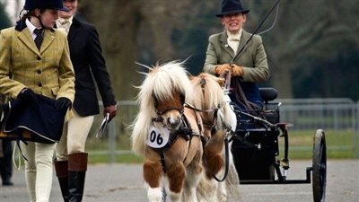 Tiny Wonders with Big Hearts: Unveiling 7 Irresistible Facts About Miniature Horses ‎