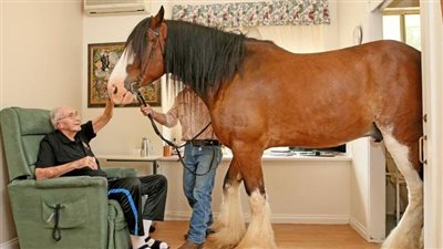 Loving Clydesdale Brings Joy to Seniors in Nursing Home ‎