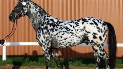 5 Facts About The Knabstrupper Horse  ‎