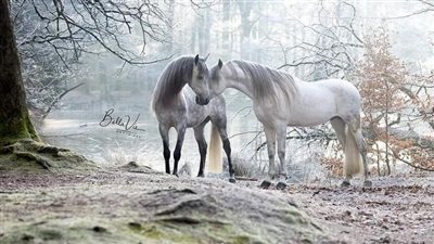 The Magnificent White Horse: Symbolism, History, and Beauty  ‎
