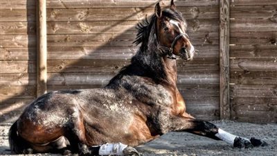 Daring Rescue: Horse Trapped in Tiny Sinkhole Miraculously Freed by Determined Rescuers  ‎