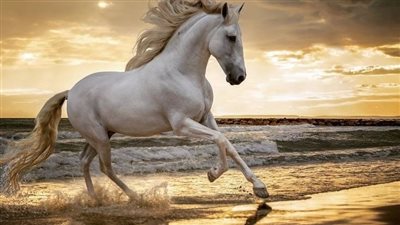 Unveiling the Exquisite and Unique Beauty of Horses: Nature’s Extraordinary Creations  ‎