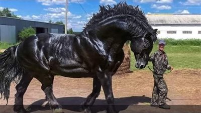 Muscular Horses: Strength, Characteristics, and Sporting Prowess ‎
