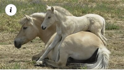 Unveiling the Heartfelt Moments Between a Mother and Her Foal
