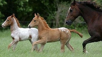 A miracle։ A 16-year-old horse gave birth to twins
