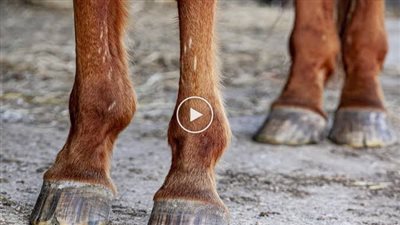 Grass-cracks or something worse? Cracked hooves in horses explained
