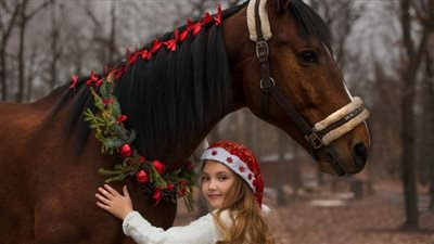 Equestrian Elegance: Adorning Horses for a Magical Christmas Celebration   ‎