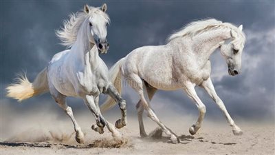 Grass-cracks or something worse? Cracked hooves in horses explained