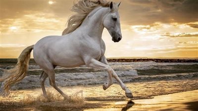 Do horses get heatstroke?