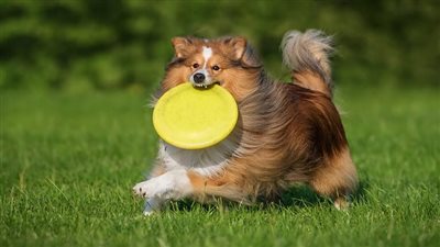 Are Shetland Sheepdogs the Most Troublesome Dogs? 8 Common Complaints About Them 