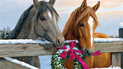 Why do horses get hoof abscesses and how are they treated?