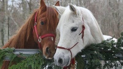 What is PSSM in horses?
