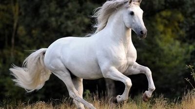Horse Welfare: The importance of the 3 Fs
